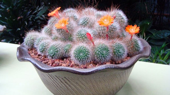 办公室装修风水植物有哪些可以选。？？？？