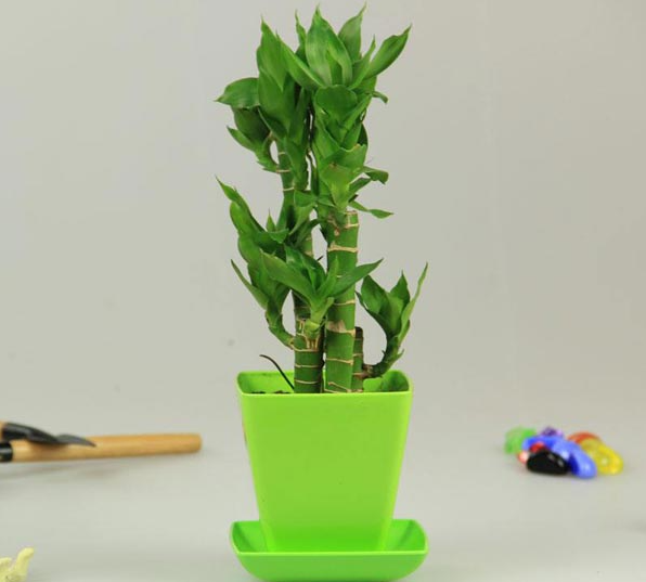 节节竹效果图
